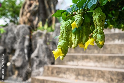 Tableau sur toile Gmelina philippensis wild sage branches with unique yellow flowers and green bra
