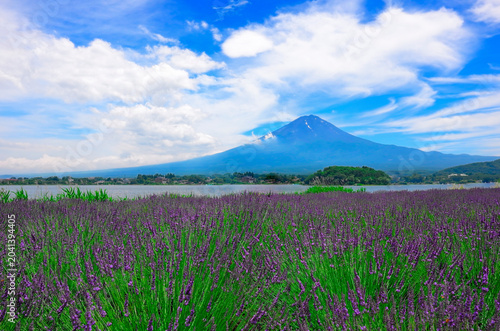 美しいラベンダーと青空の富士山