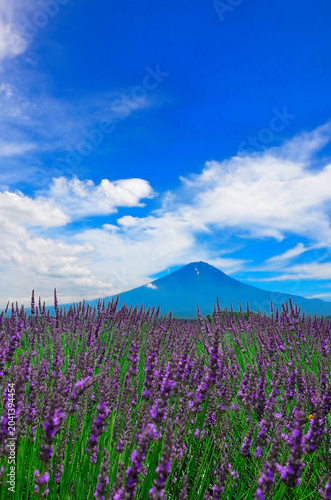 美しいラベンダーと青空の富士山