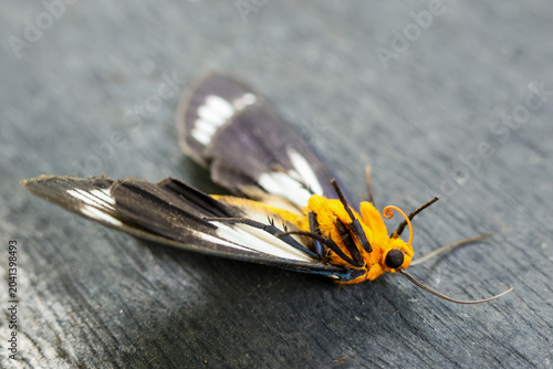 Quadro su tela Macro photograph capturing dead black white yellow moth lying upside down textur