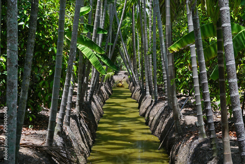 areca trees at groove canal