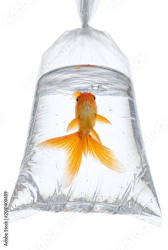 Tableau sur toile Goldfish swimming in a clear plastic water bag