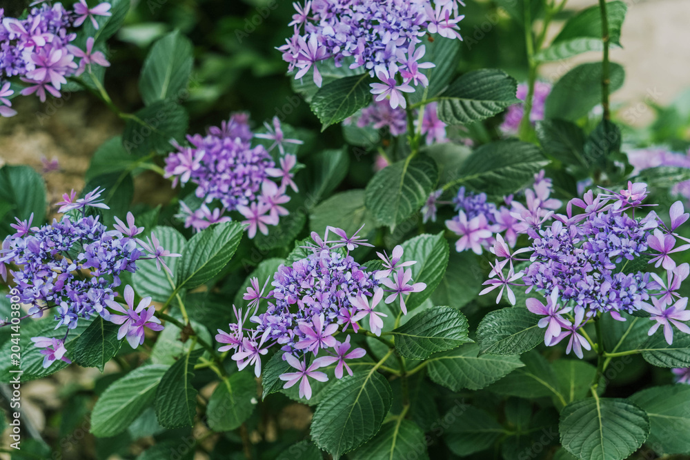 Obraz premium Close-up of blue hydrangea flowers blooming in early summer