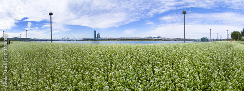 Photography 메밀밭,한강시민공원,동작대교,반포대교,서래섬,서초구,한강,서울