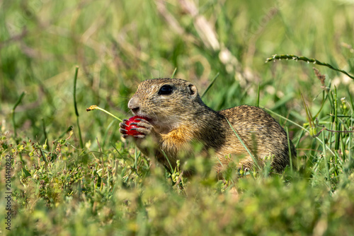 Bild auf Leinwand ground squirrel