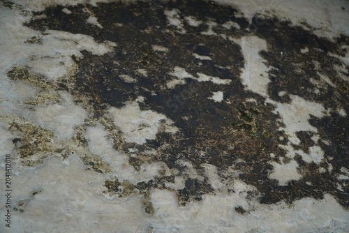 A close-up horizontal shot of a weathered concrete or stone surface heavily covered with moss, lichen, algae, and biological growth
