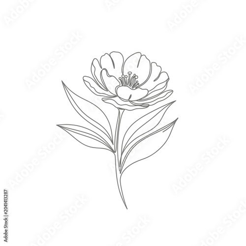 Minimalist flower linear illustration, elegant floral design, outline art concept