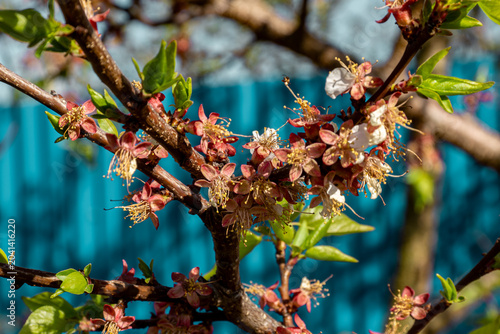 Fotografie Apricot branch in post-anthesis fruit set stage with persistent calyx and young