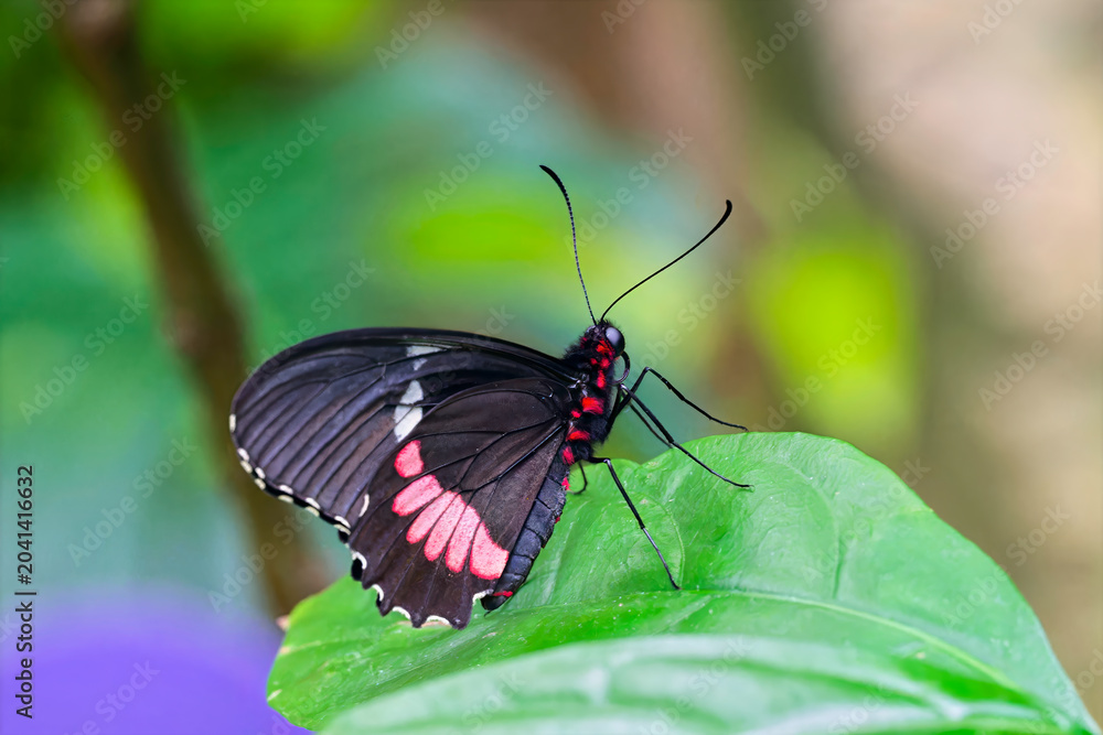 Naklejka premium butterfly on a leaf