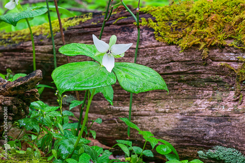 Foto white erect trillium flower in the woods