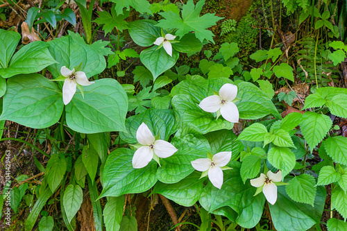 фотографія cluster of white erect trillium flowers