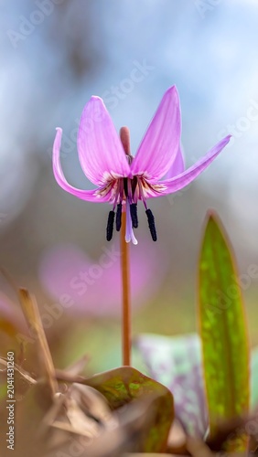 Dogtooth violet blooms.
