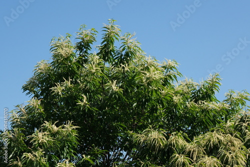 初夏の晴れ間に咲いた栗の花