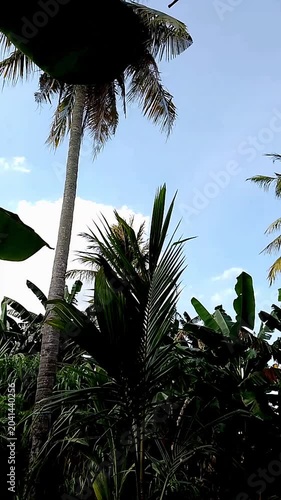 palm trees in the wind