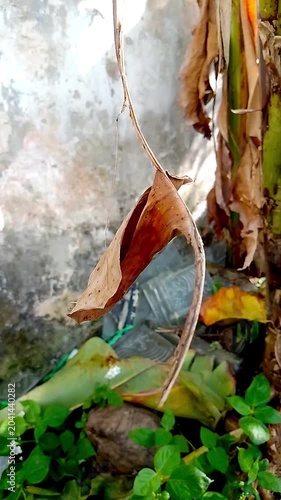 leaves in the water