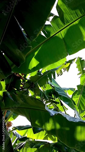 green leaves background