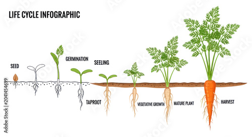 Fotografie Carrot Growth Stages Infographic Diagram.