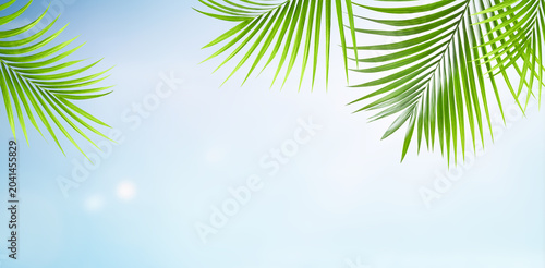 Foto Palm branches against a blue clear sky, bottom view with copy space