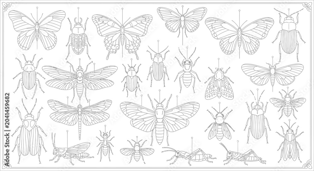 Fototapeta premium Insects Butterflies Moths Beetles Drawing.