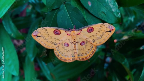 Golden Emperor moth perching on a green leaf. Dominant wings are bright yellow with ocellus eye spots. Moths of the genus Loepa belong to the family Saturniidae.