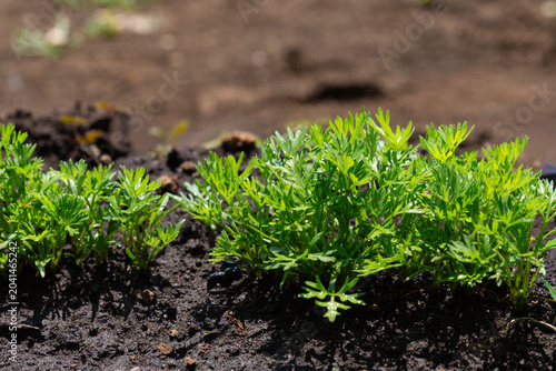 Young marguerite seedlings developing true leaves for companion planting in a vegetable garden.