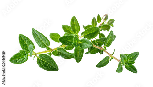 fresh green thyme isolated on transparent background