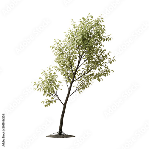 Young deciduous tree with vibrant green foliage isolated on transparent background suitable for architectural visualization