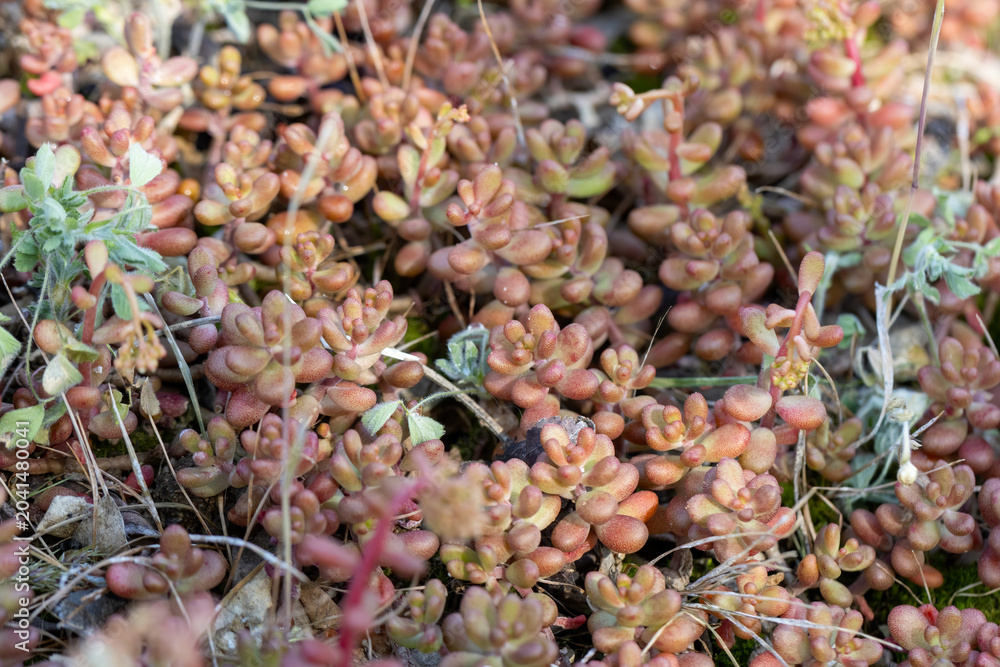 Fototapeta premium Sedum album (White Stonecrop) in a natural habitat