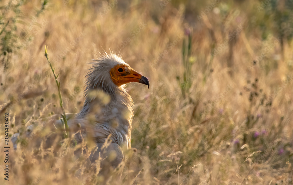 Fototapeta premium Egyptian vulture in natural habitat in Bulgaria