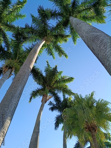 Low angle view of tall palm trees against clear blue sky, photo for: travel agency brochures, tropical resort websites, summer event promotional flyers.