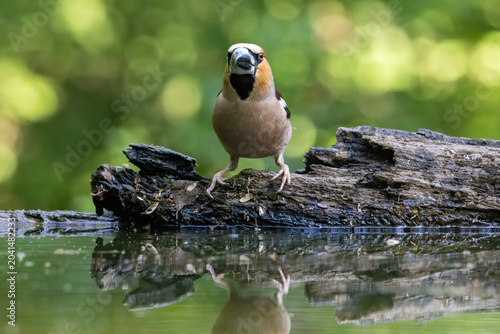 Foto Adult Hawfinch sitting on the edge of water