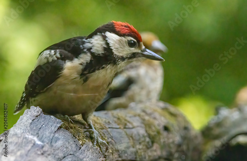 Great Spotted Woodpecker (Dendrocopos major) in forest
