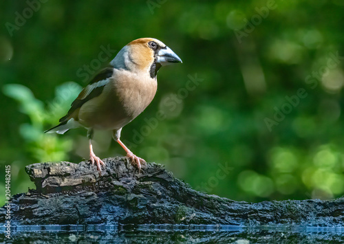 Adult Hawfinch sitting on the edge of water