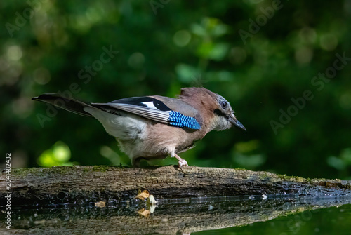 Beautiful portrait of Eurasian Jay in forest