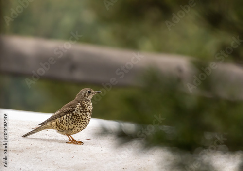 Mistle Thrush sitting on the ground