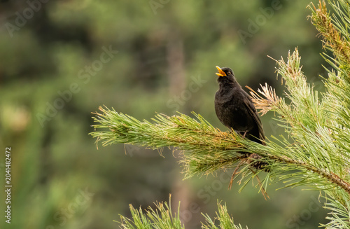 Blackbird (Turdus merula) in a natural habitat
