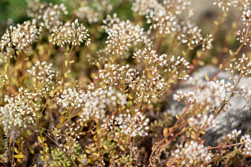 Sedum album (White Stonecrop) in a natural habitat