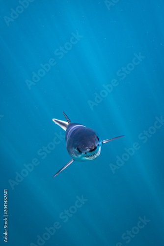 Baby Short Fin Mako Shark Swimming into Camera Head On View 