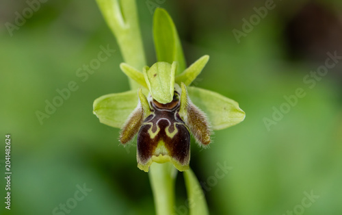 Bee Orchid (Ophrys apifera) in natural habitat