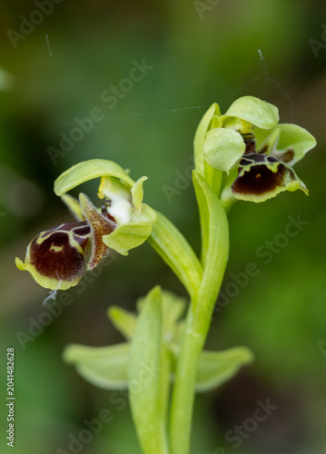 Horseshoe Orchid (Ophrys ferrum-equinum) in natural habitat