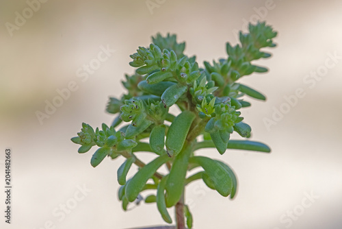 Coastal Stonecrop (Sedum litoreum) in a natural habitat