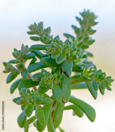 Coastal Stonecrop (Sedum litoreum) in a natural habitat