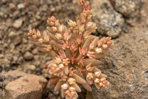 Reddish Stonecrop (Sedum rubens) in a natural habitat