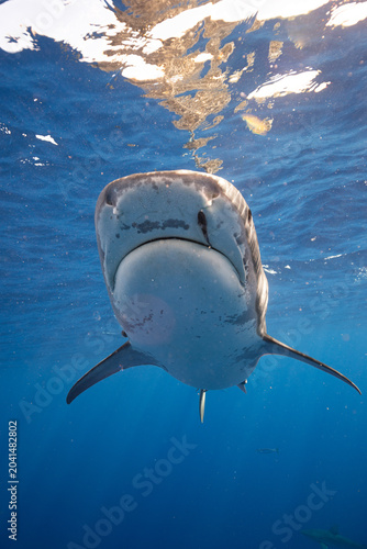 Tiger Shark Lifting Snout with Remora Fish Attached