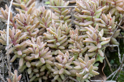 Reddish Stonecrop (Sedum rubens) in a natural habitat