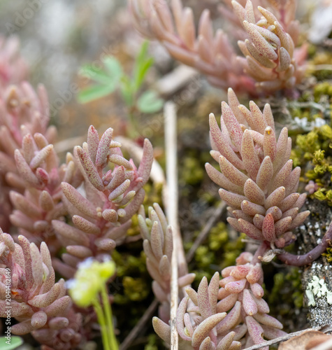 Reddish Stonecrop (Sedum rubens) in a natural habitat