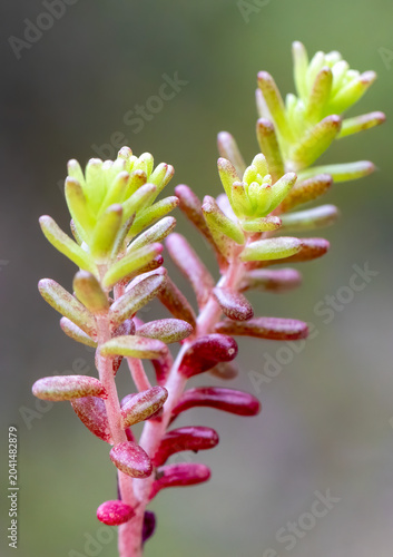 Sedum annuum (Annual Stonecrop) in a natural habitat