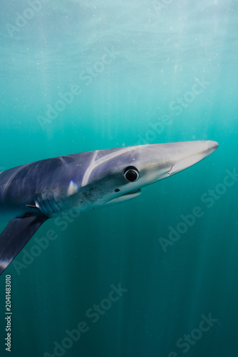 Blue Shark Close Up View Looking into Camera