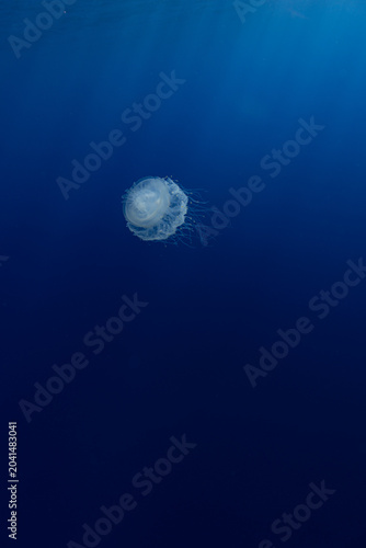 Crown Jelly Fish in Blue Water Floating