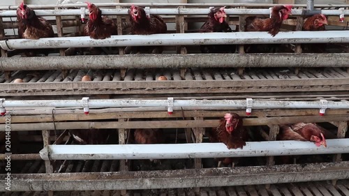 Industrial chicken farming scene with rows of hens in cages, automatic feeders and drinkers, and freshly laid eggs visible along the conveyor system